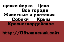 щенки йорка › Цена ­ 15 000 - Все города Животные и растения » Собаки   . Крым,Красногвардейское